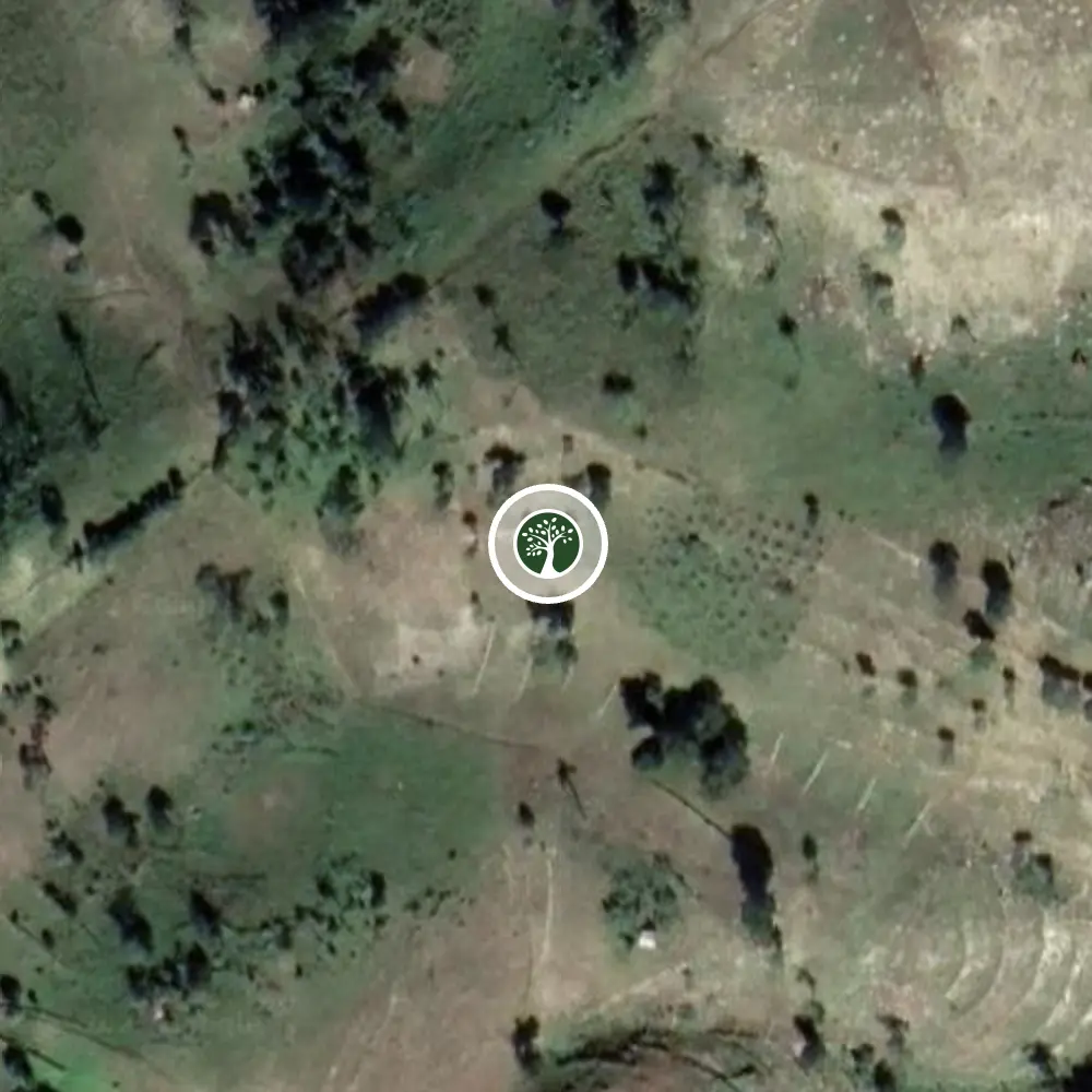 Haiti agroforestry planting project