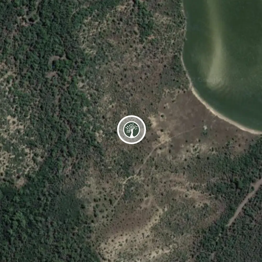 Madagascar mangrove restoration project