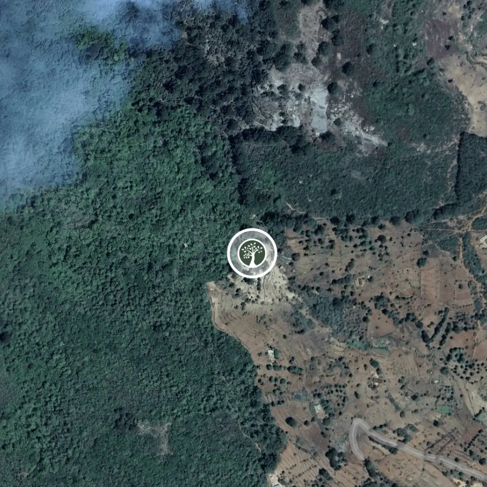 Tanzania native forest restoration project